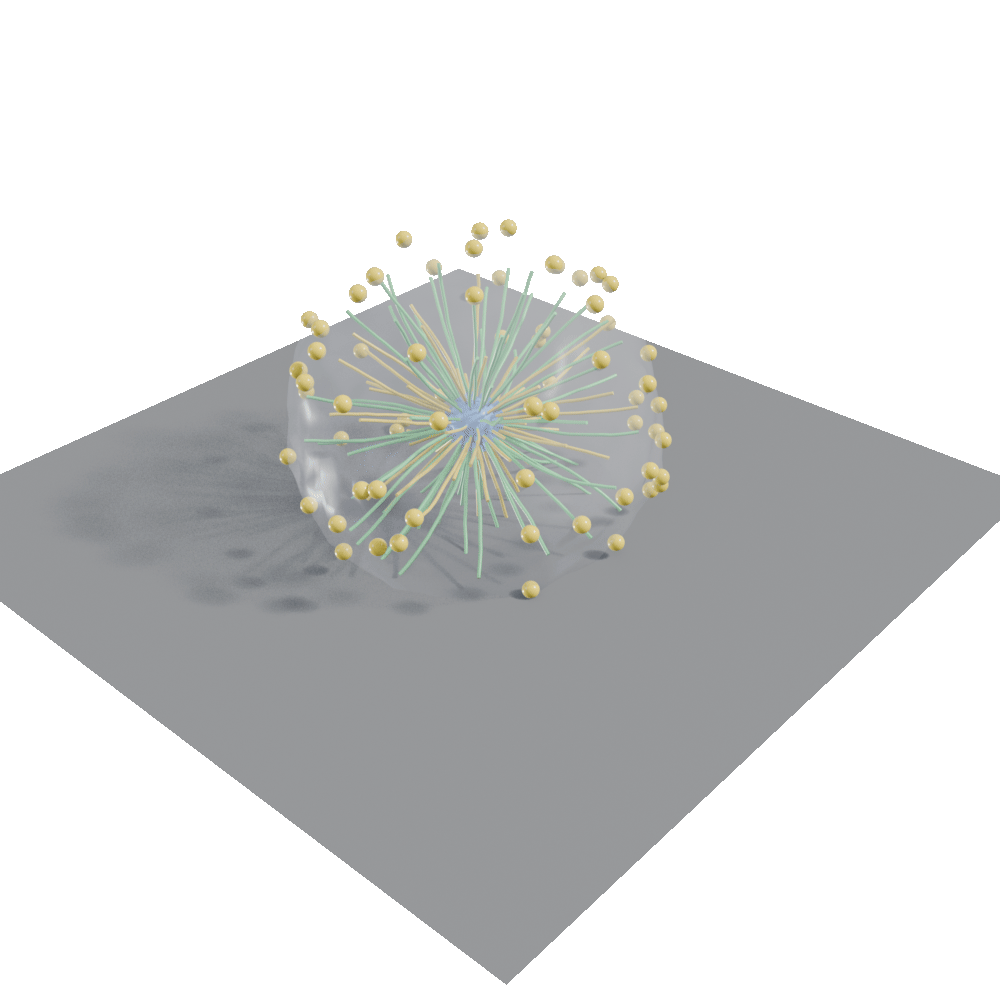Microtubule organization in immune cells Microtubule organization in immune cells